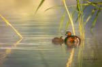 Potápka malá (Tachybaptus ruficollis)