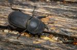 Lesser Stag Beetle (Dorcus parallelipipedus)