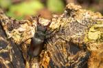 Stag beetle (Cervus beetle)