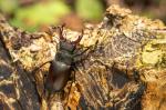 Roháč obecný (Cervus beetle)