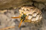 Police lady (Polistes dominula)