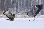 Grey Heron (Ardea cinerea)