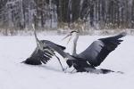 Grey Heron (Ardea cinerea)