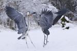 Grey Heron (Ardea cinerea)