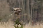 Káně lesní (Buteo buteo)