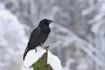 Krkavec velký (Corvus corax)