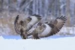 Káně lesní (Buteo buteo)