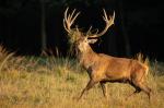 Red Deer (Cervus elaphus)