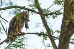 Long-eared Owl (Asio otus)