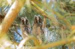 Long-eared Owl (Asio otus)