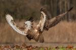 Káně lesní (Buteo buteo)