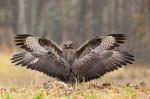 Káně lesní (Buteo buteo)