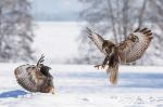 Káně lesní (Buteo buteo)