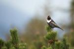 Ring ouzel (Turdus torquatus)