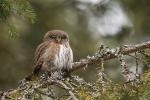 Kulíšek nejmenší (Glaucidium passerinum)