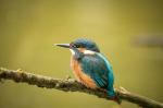 Kingfisher (Alcedo atthis)