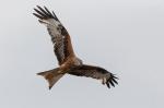 Red Kite  (Milvus milvus)