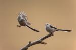 Long-tailed Tit (Aegithalos caudatus)