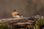 Brambling (Fringilla montifringilla)