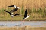 Black-winged Stilt (Himantopus himantopus)