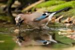 Eurasian Jay (Garrulus glandarius)