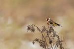 European Goldfinch (Carduelis carduelis)