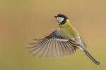 Sýkora koňadra (Parus major)