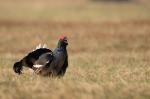 Black Grouse (Tetrao tetrix)