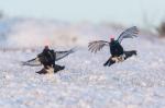 Black Grouse (Tetrao tetrix)