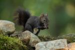 Common squirrel (Sciurus vulgaris)