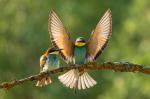 European Bee-eater (Merops apiaster)