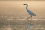 Little Egret (Egretta garzetta)