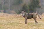 Grey wolf  (Canis lupus)