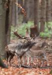 Fallow Deer (Dama dama)