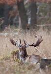 Fallow Deer (Dama dama)