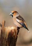 Hawfinch (Coccothraustes coccothraustes)