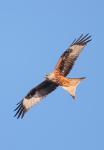 Red Kite  (Milvus milvus)