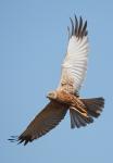 Hen Harrier (Circus cyaneus)