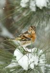 Brambling (Fringilla montifringilla)