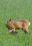  roe Deer ( Capreolus capreolus )