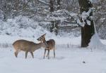  roe Deer ( Capreolus capreolus )