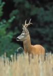  roe Deer ( Capreolus capreolus )