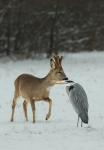  roe Deer ( Capreolus capreolus )