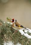 Stehlík obecný (Carduelis carduelis)