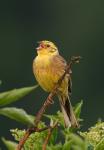 Yellowhammer (Emberiza citrinella)