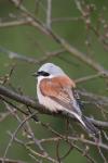 Red-backed Shrike (Lanius collurio)