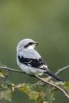 Great Grey Shrike (Lanius excubitor)