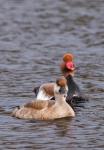 Red-crested Pochard (Netta rufina)