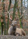 Red Deer (Cervus elaphus)