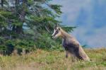 Alpine Chamois (Rupicapra rupicapra)